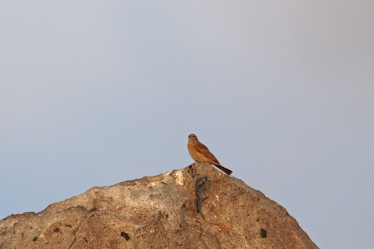 strnad skřivanovitý - ML646734818