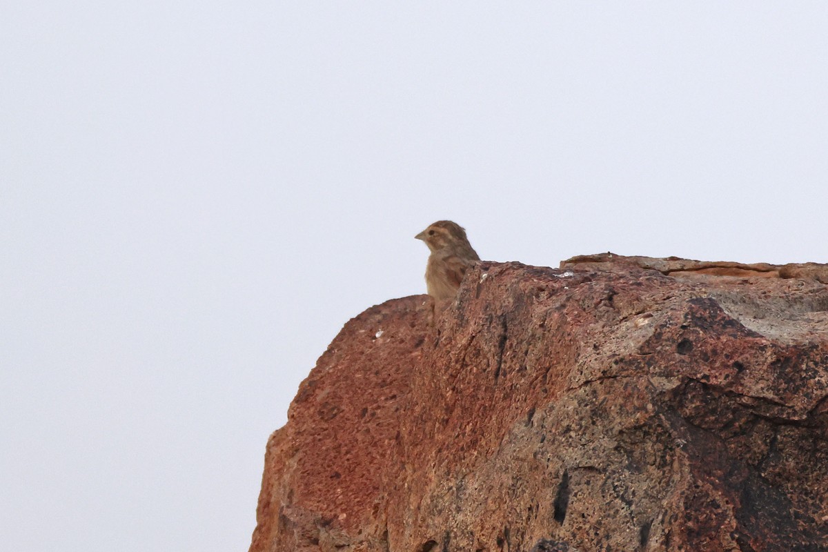 strnad skřivanovitý - ML646734819