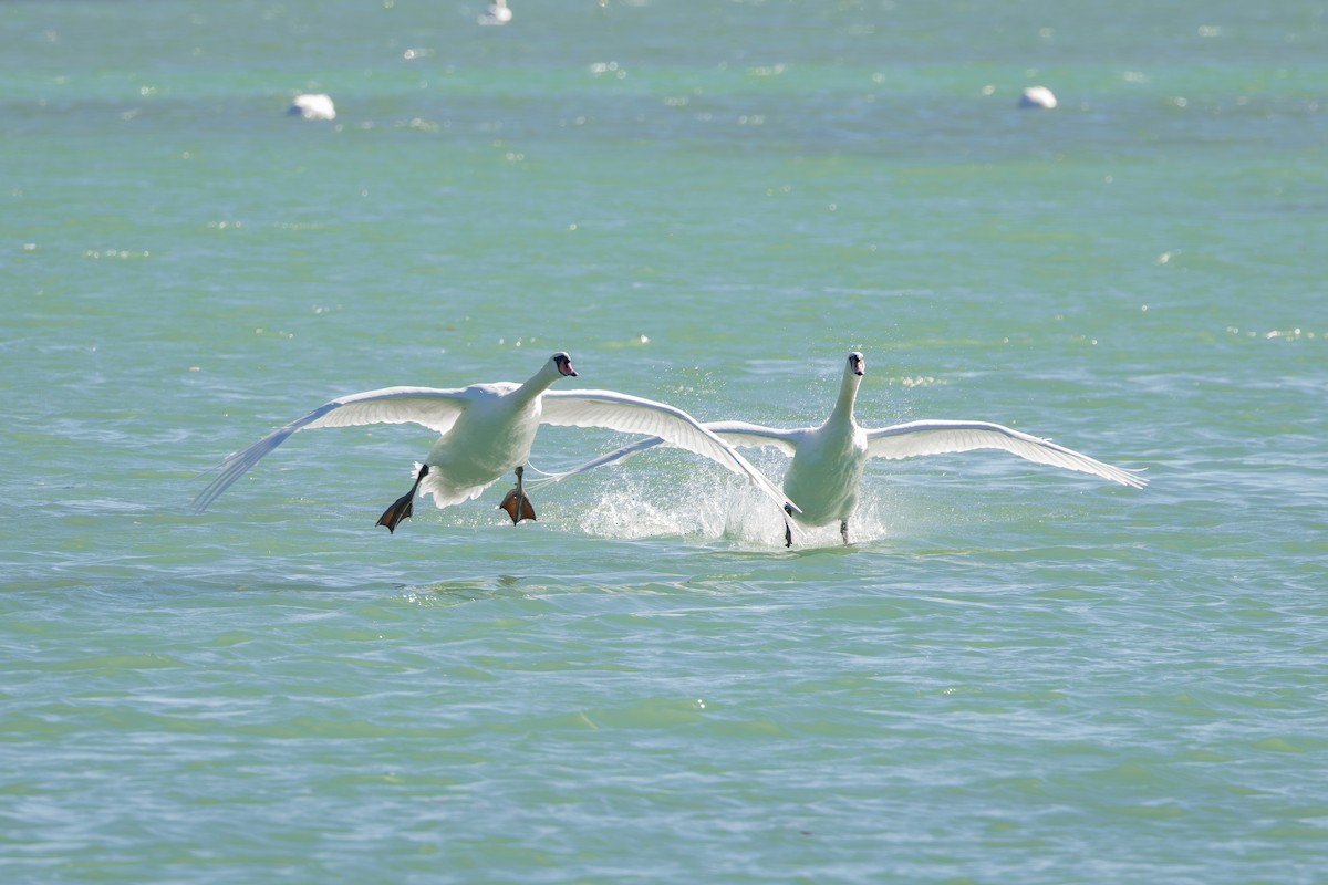 Cisne Vulgar - ML646734821