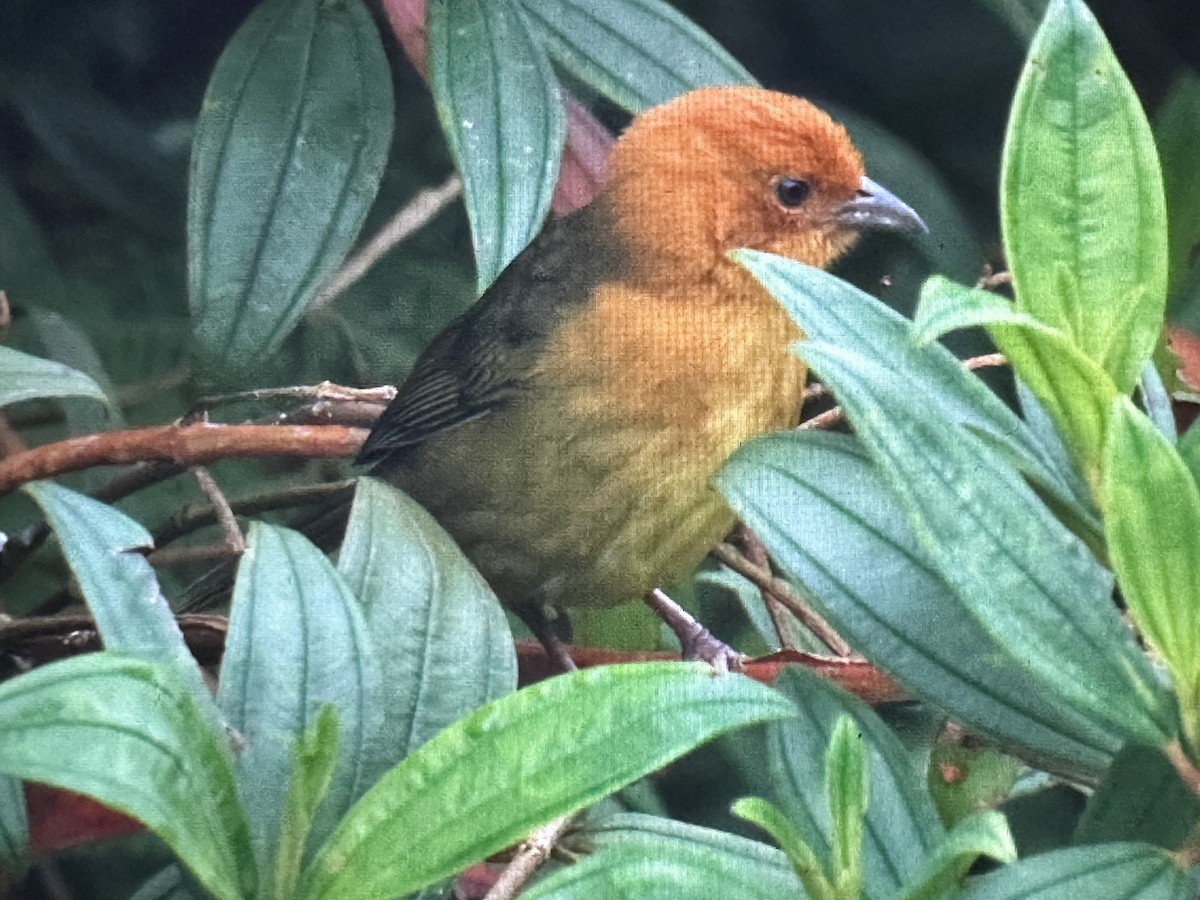 Tohi demi-roux - ML646734823