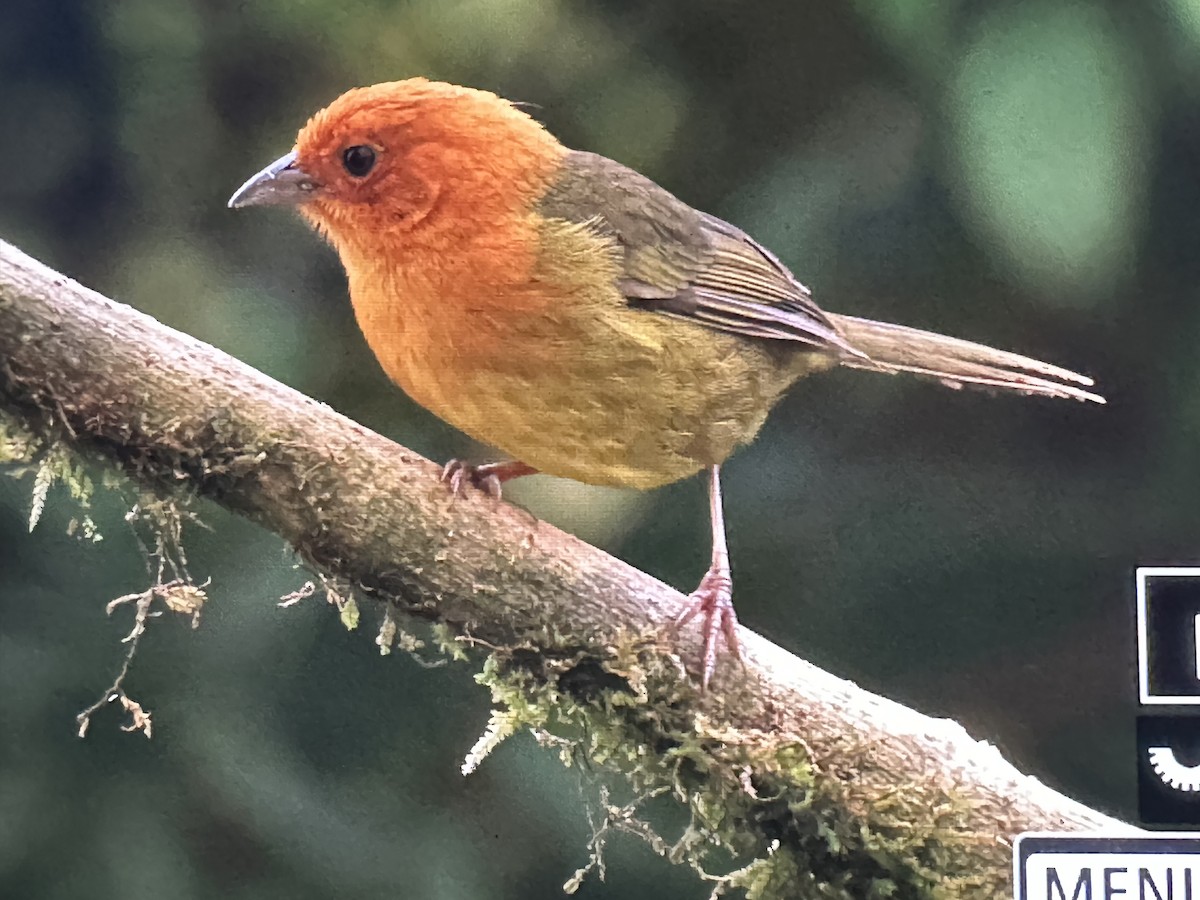 Tohi demi-roux - ML646734826