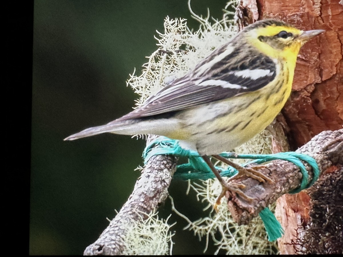 Blackburnian Warbler - ML646734829