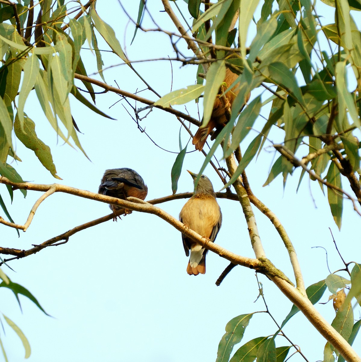 Estornino de Blyth - ML646734831