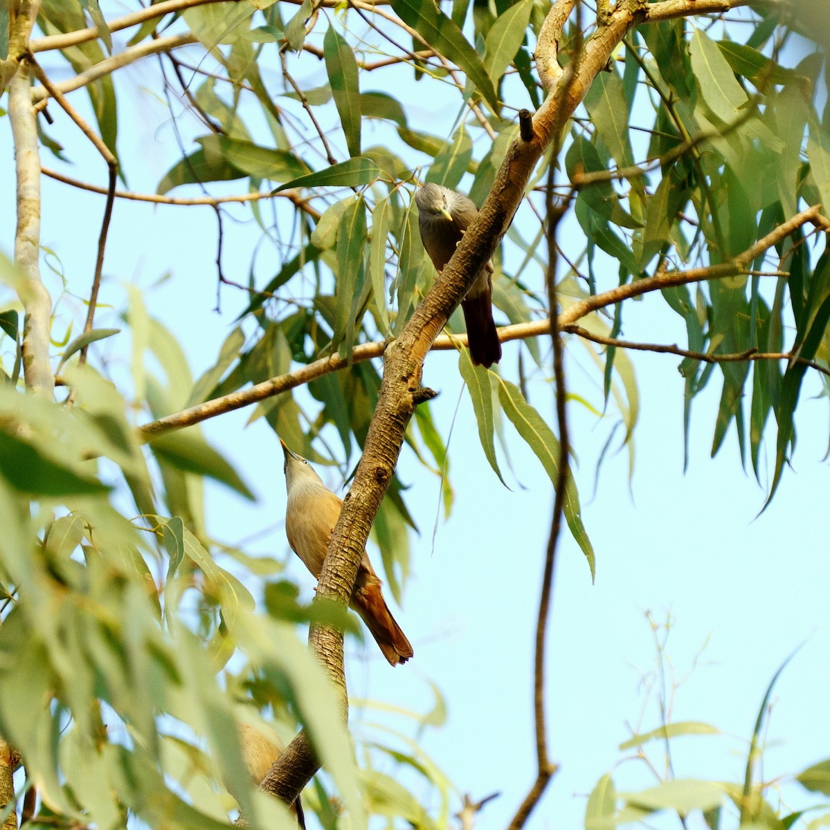 Estornino de Blyth - ML646734832