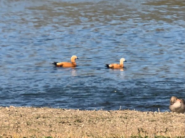 קזרקה חלודית - ML646734844