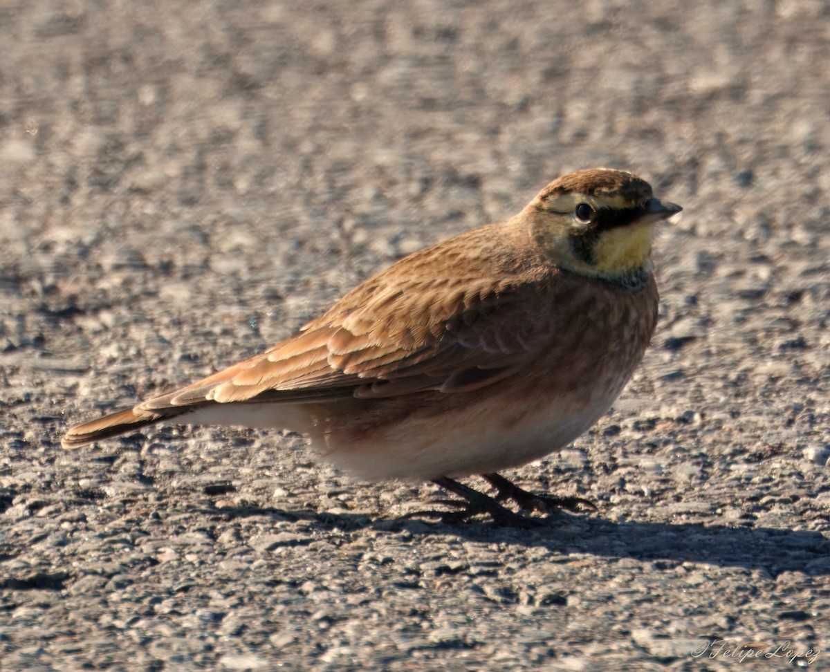 Жайворонок рогатий - ML646734847