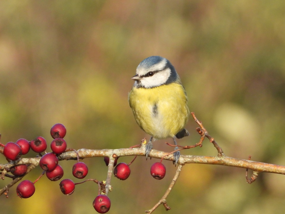 Eurasian Blue Tit - ML646734850