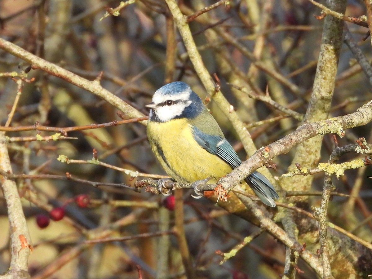 Eurasian Blue Tit - ML646734851