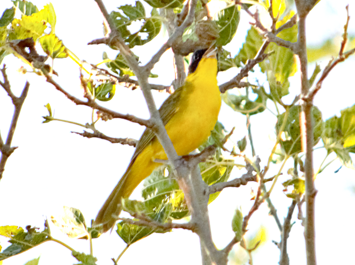 sørgulstrupe - ML646734852