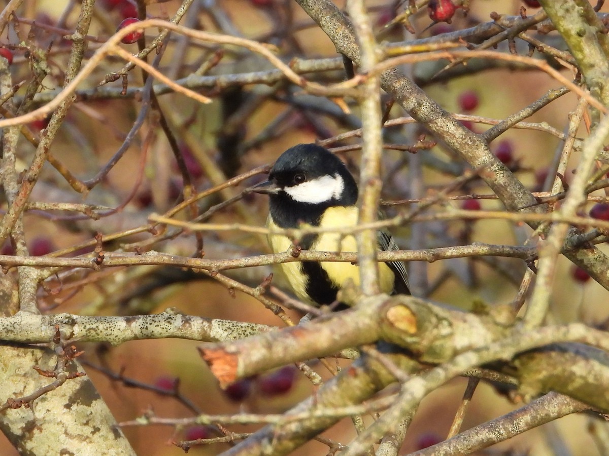 Great Tit - ML646734854