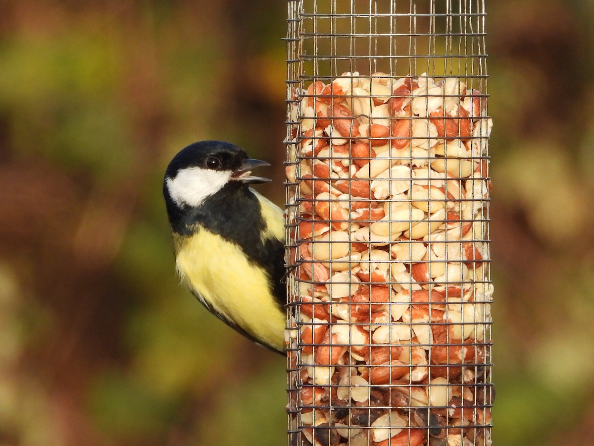 Great Tit - ML646734855