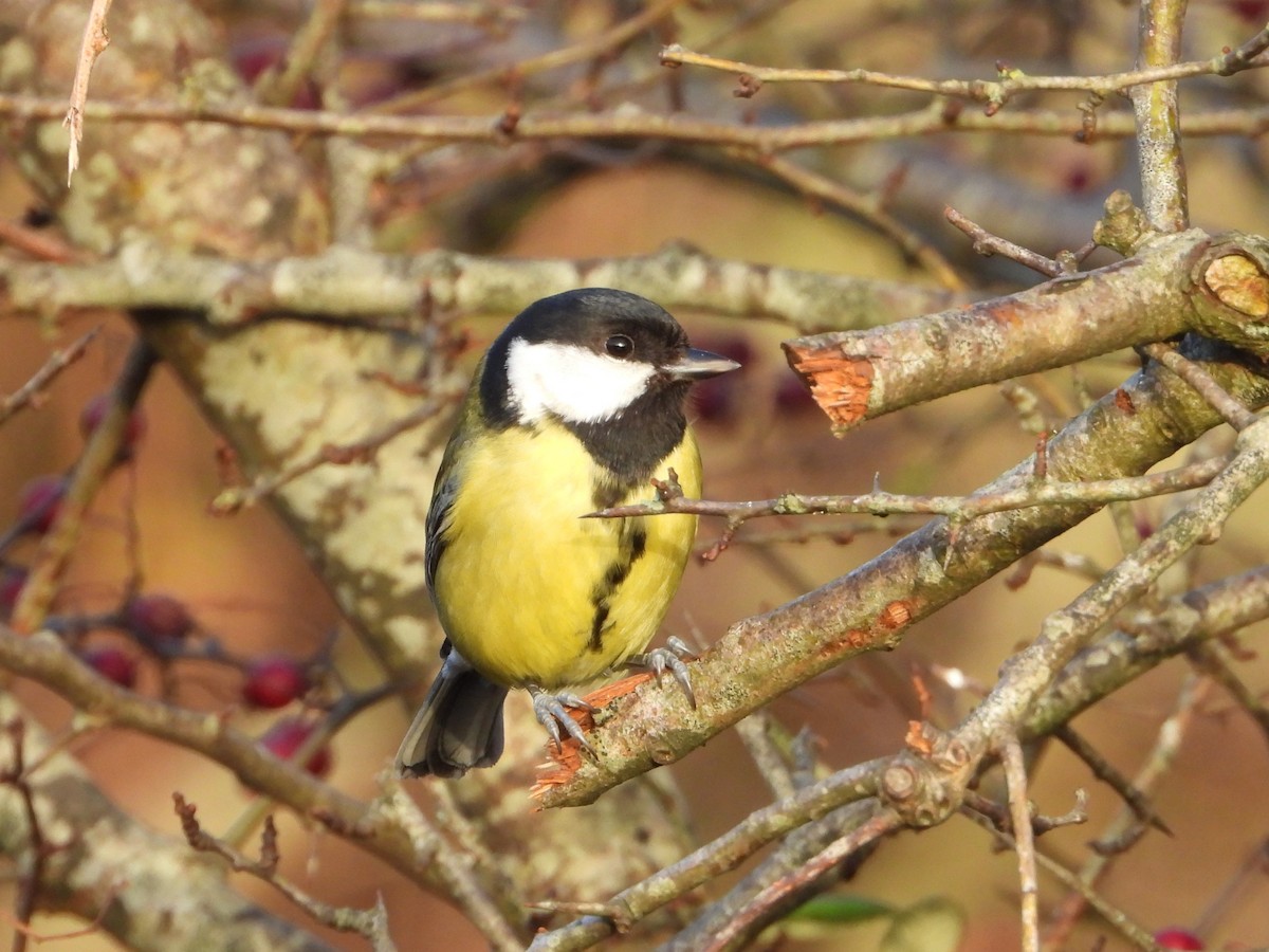 Great Tit - ML646734856