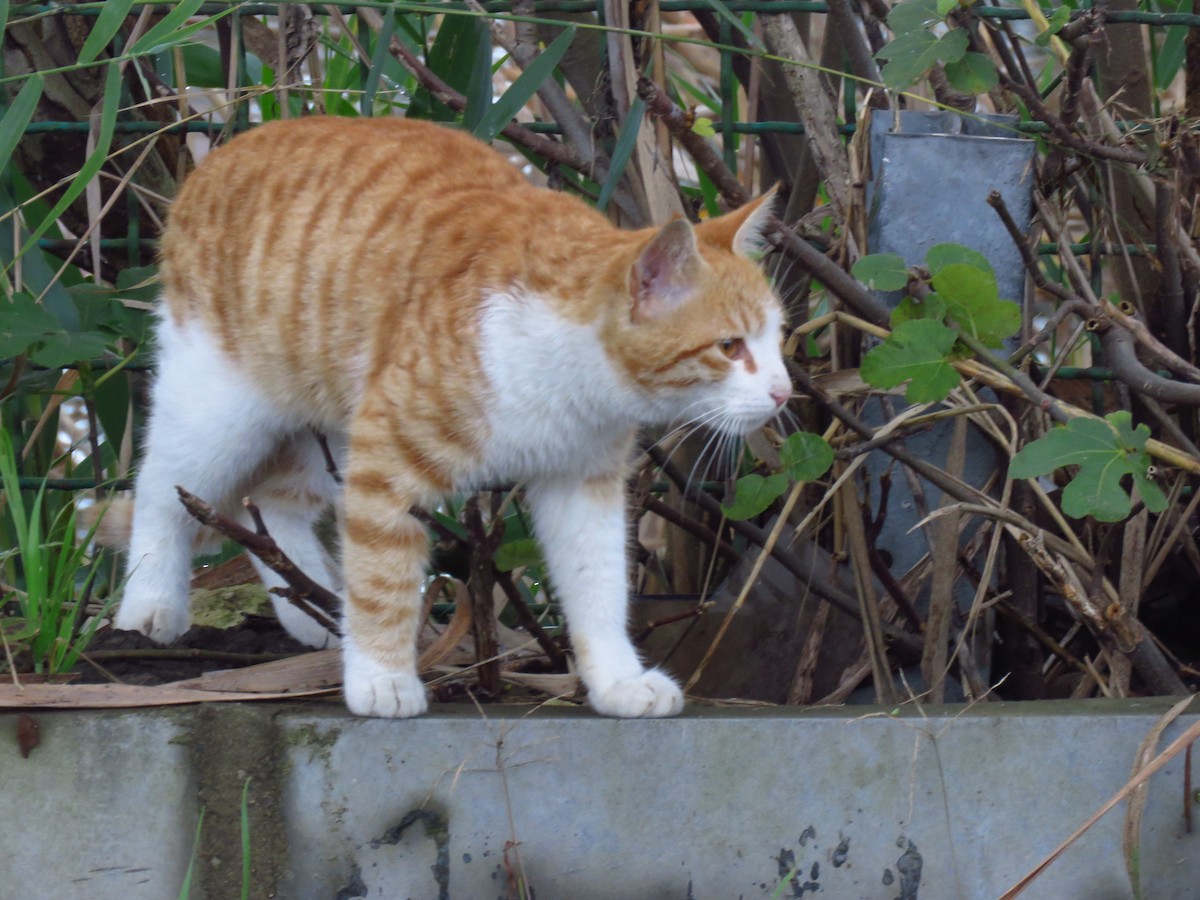 Animals - ML646734857