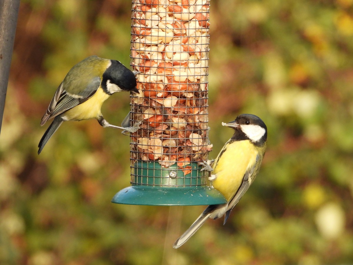 Great Tit - ML646734858
