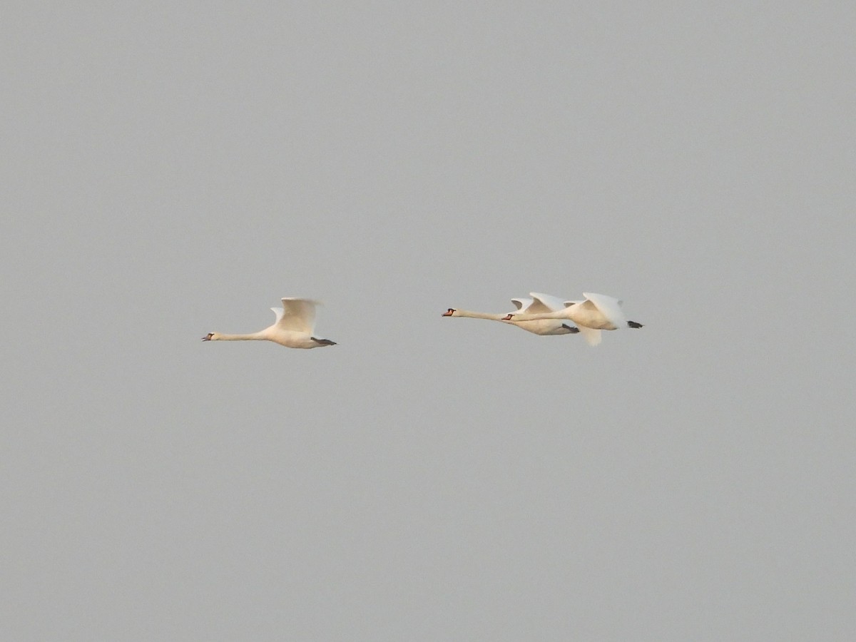 Mute Swan - ML646734867