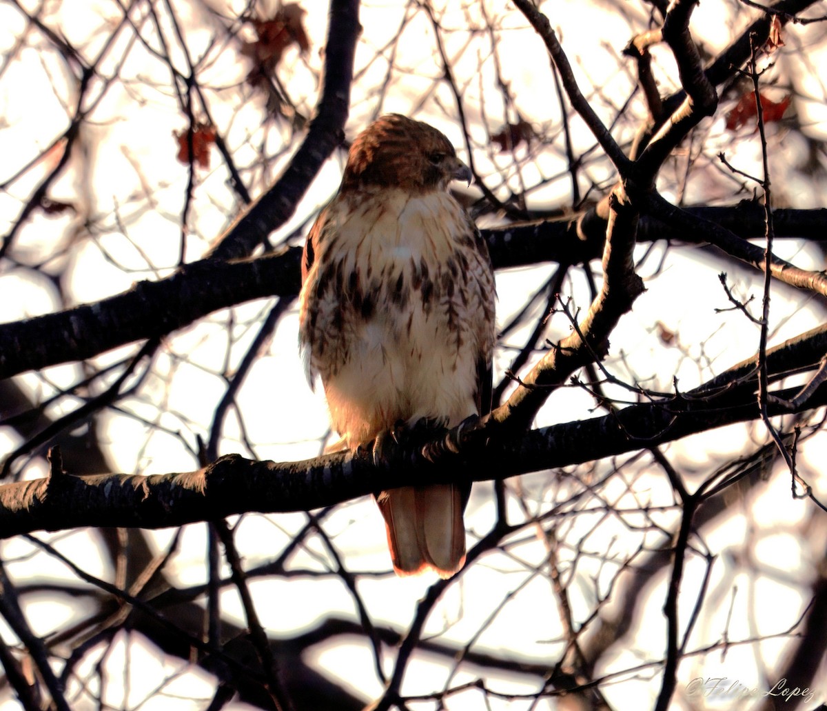 Канюк неоарктичний - ML646734870