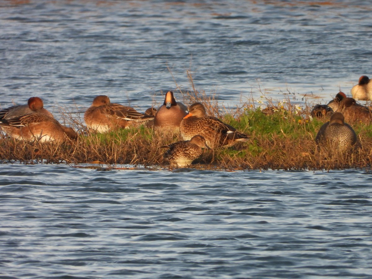 Gadwall - ML646734871