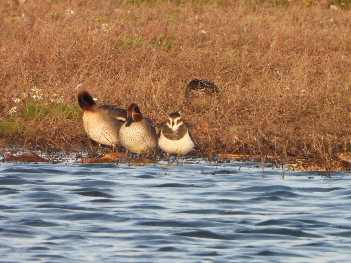 Northern Lapwing - ML646734875