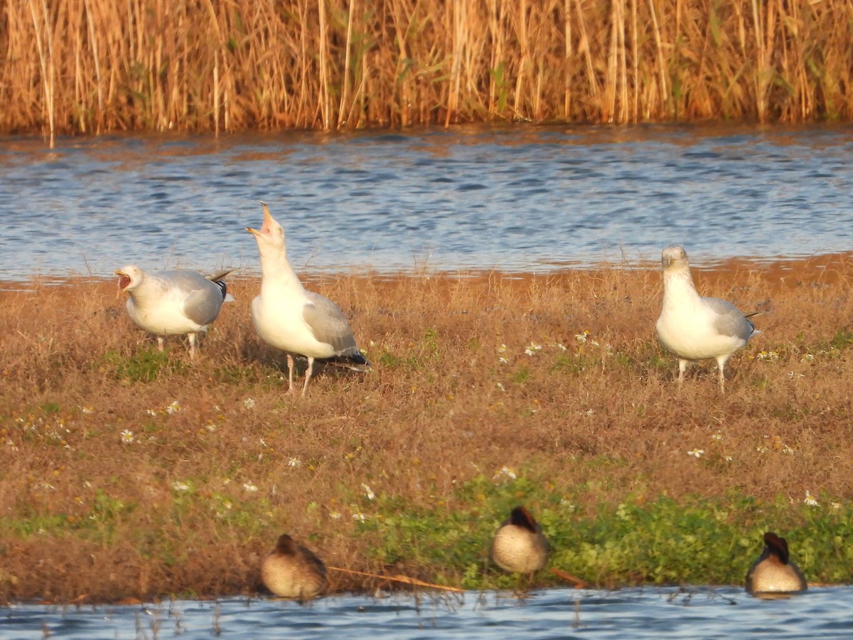 European Herring Gull - ML646734876