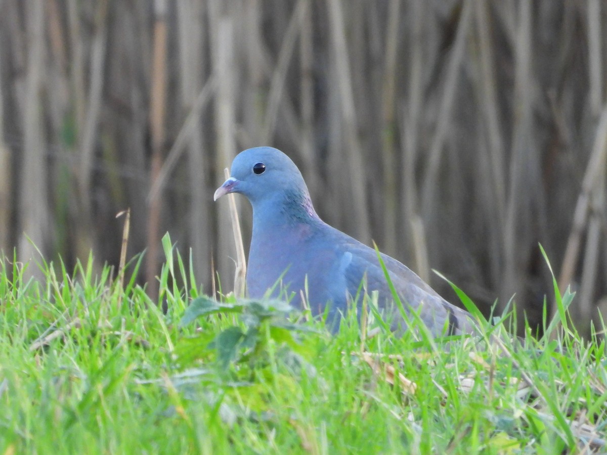 Stock Dove - ML646734878