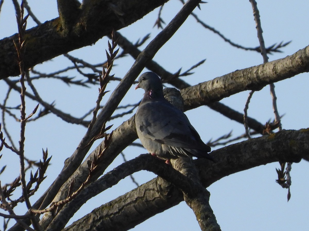 Stock Dove - ML646734879