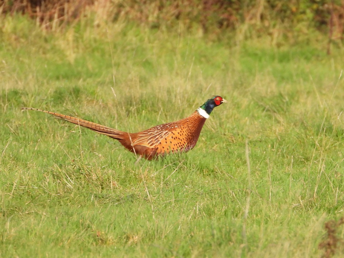 Ring-necked Pheasant - ML646734880