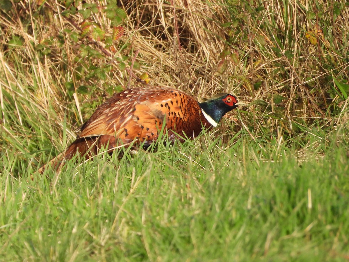Ring-necked Pheasant - ML646734881