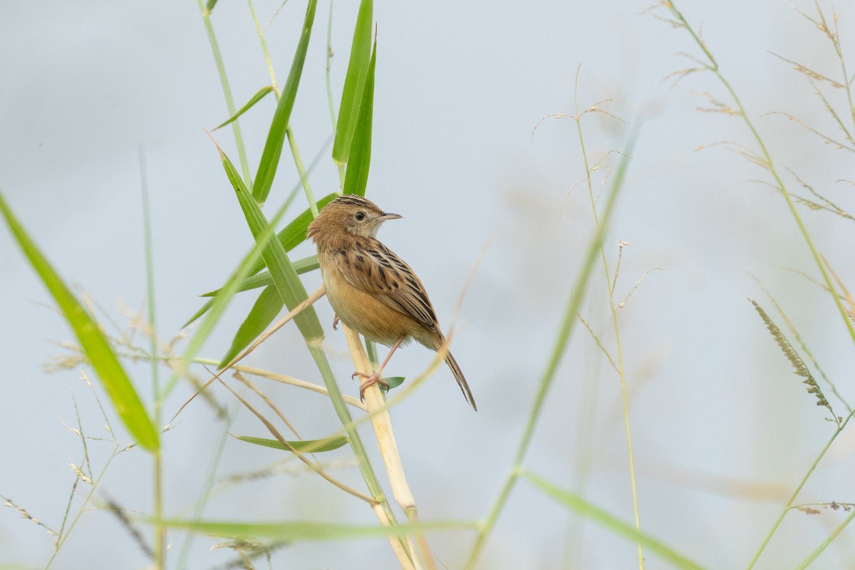 Zitting Cisticola - ML646734897