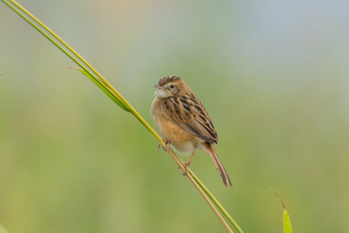 Zitting Cisticola - ML646734898