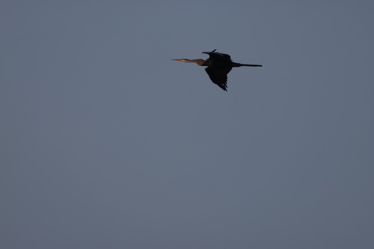 Oriental Darter - ML646734899