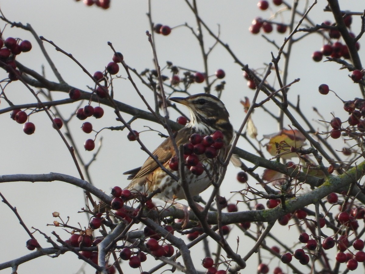 Redwing - ML646734900