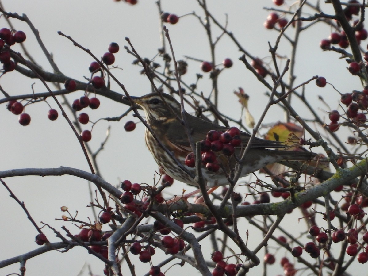 Redwing - ML646734901