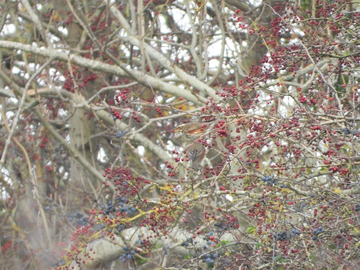 Redwing - ML646734902