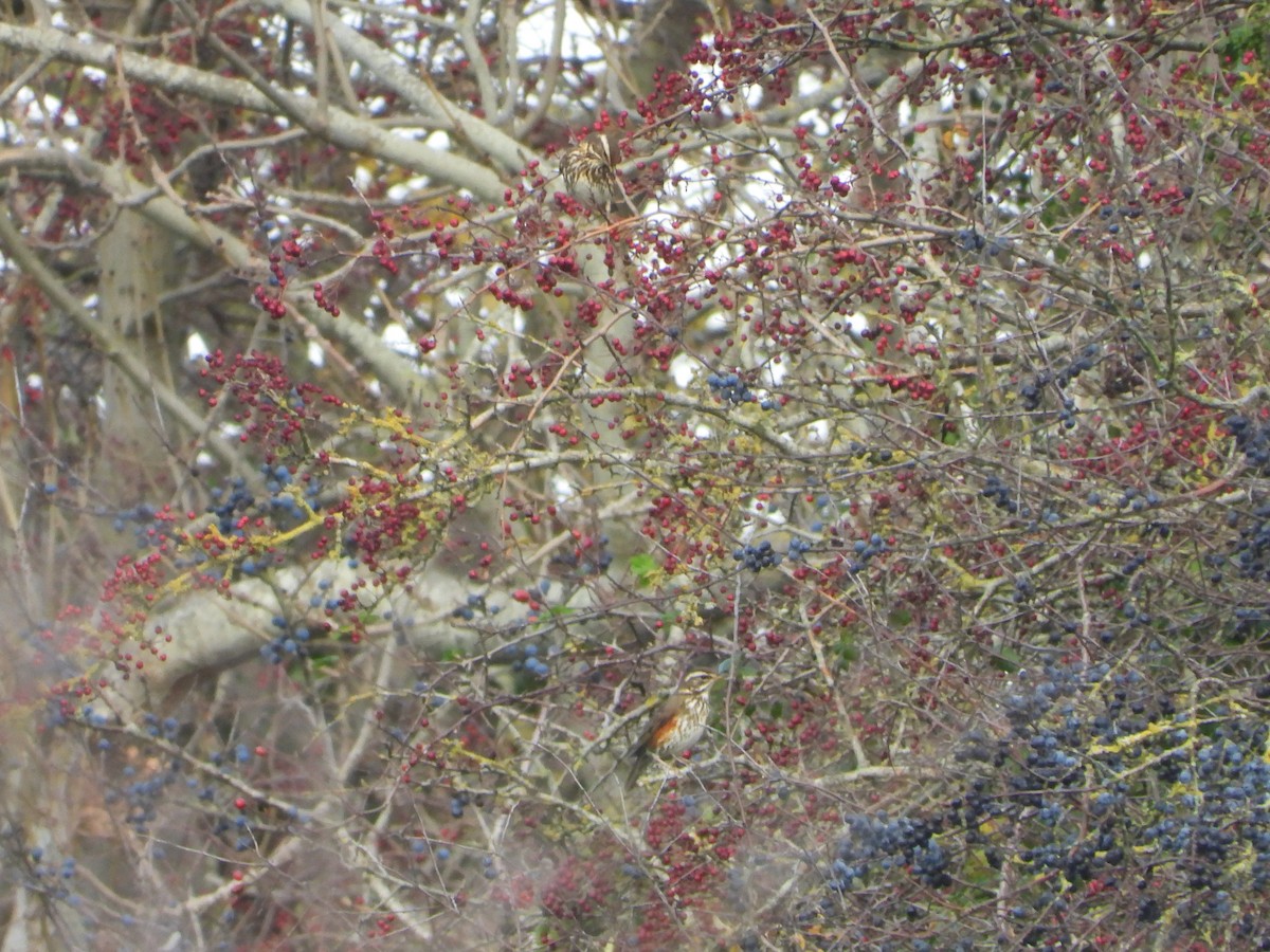 Redwing - ML646734903