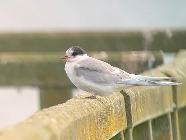 キョクアジサシ - ML646734904