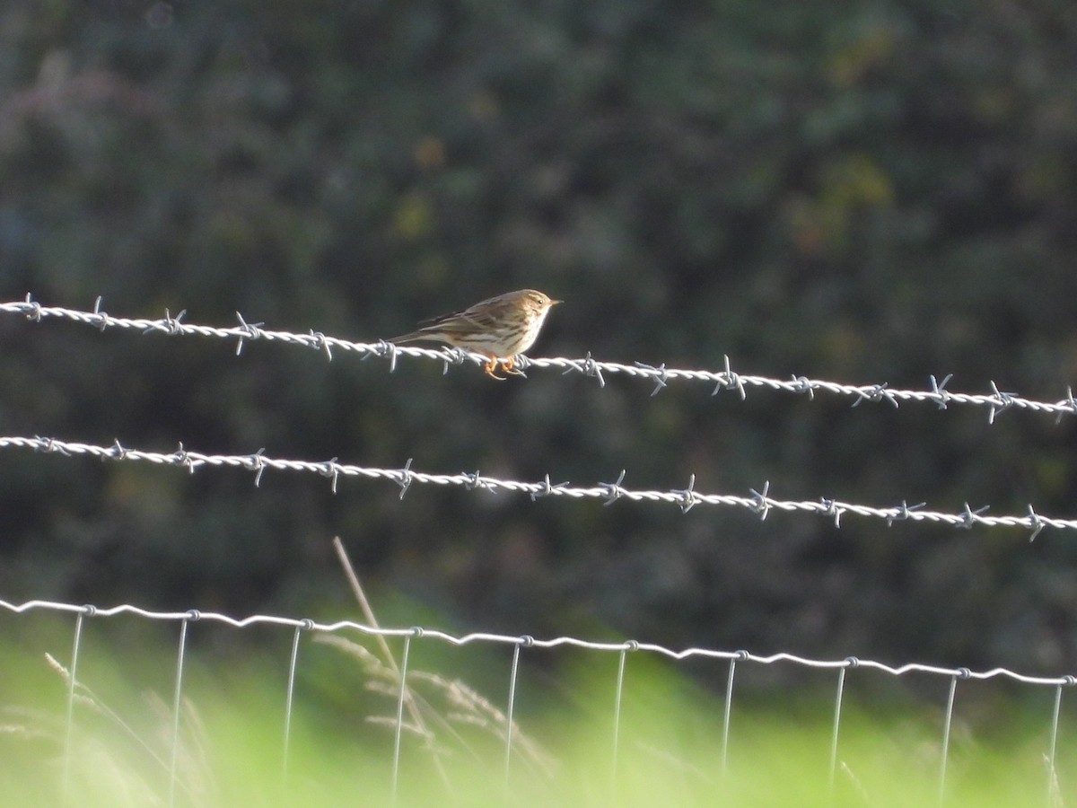 Meadow Pipit - ML646734908