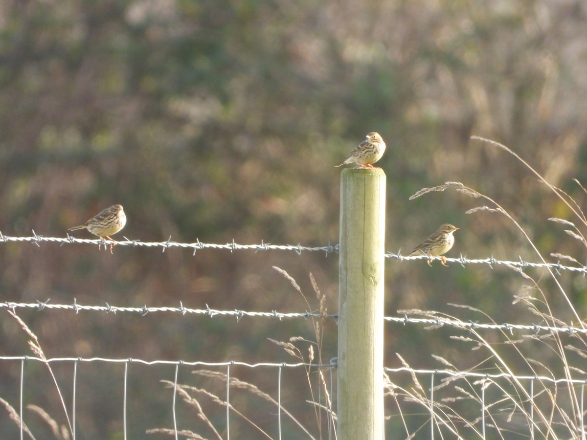 Meadow Pipit - ML646734909