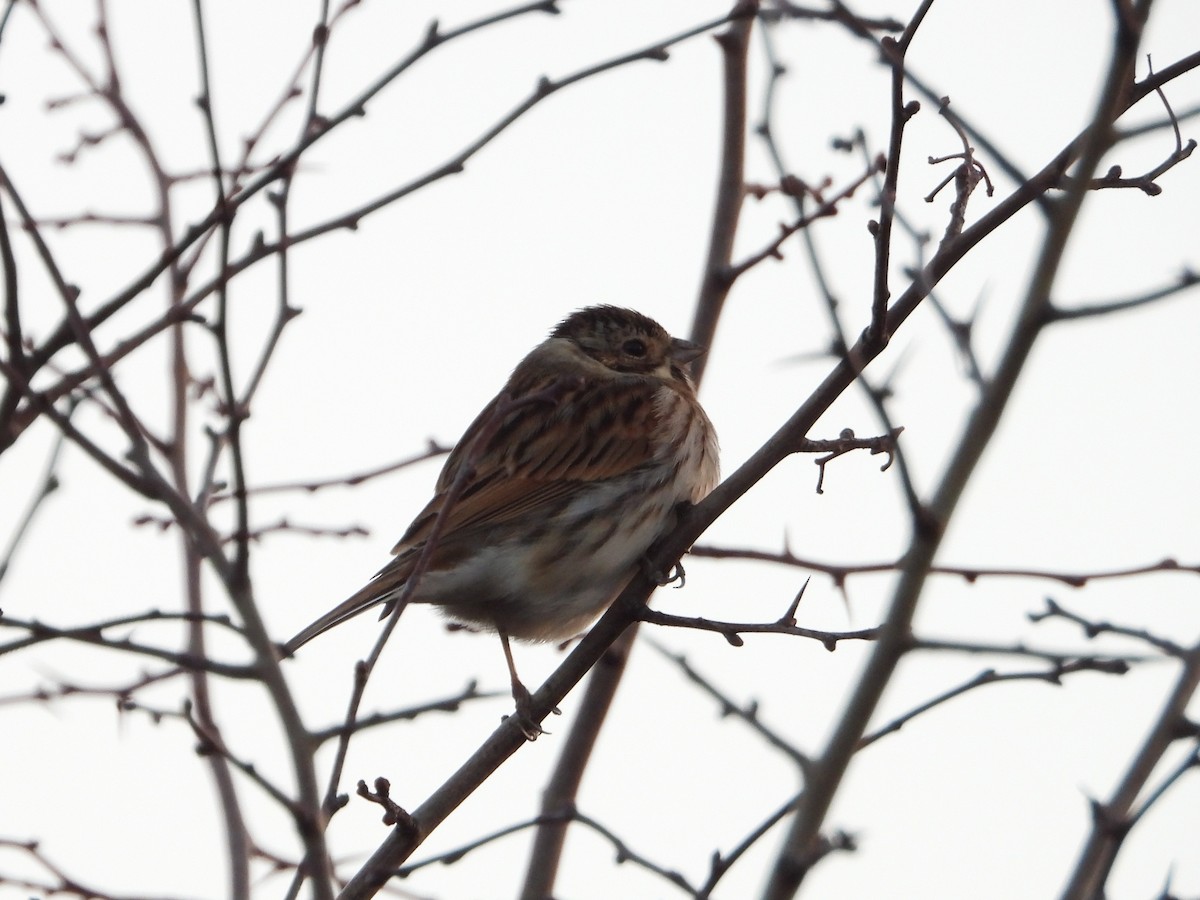 Reed Bunting - ML646734911