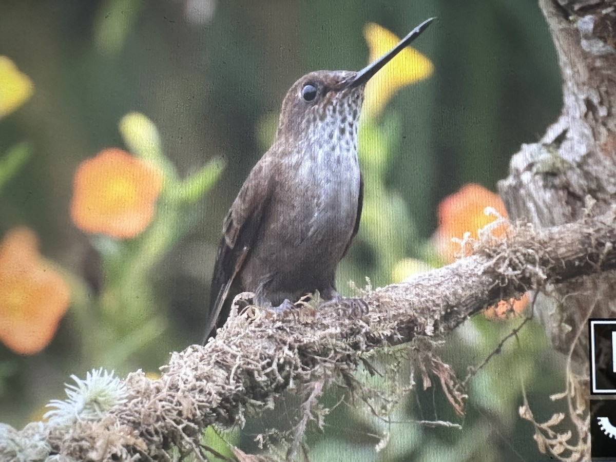 Inca céleste - ML646734912