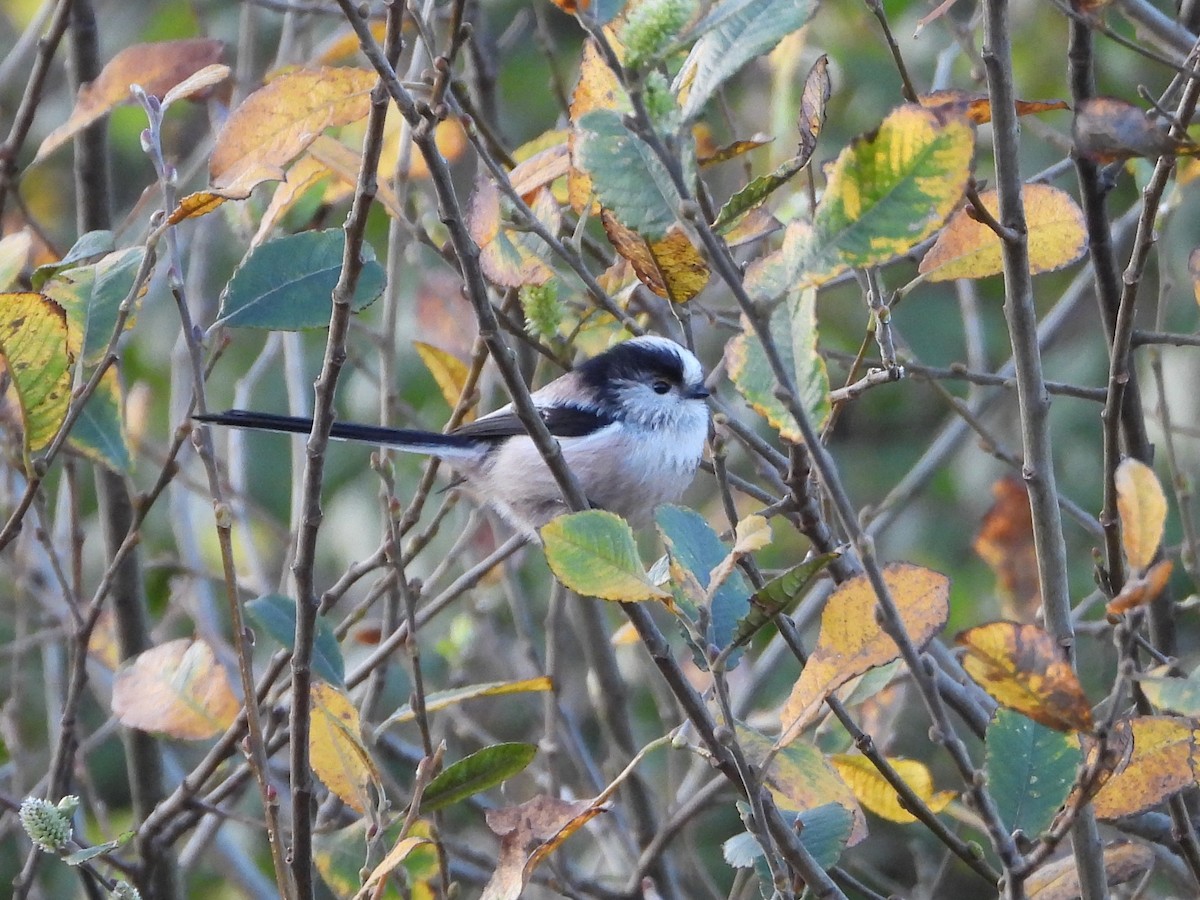 Long-tailed Tit - ML646734914