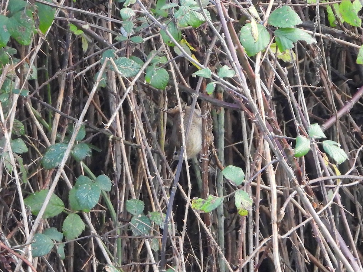 Eurasian Wren - ML646734916