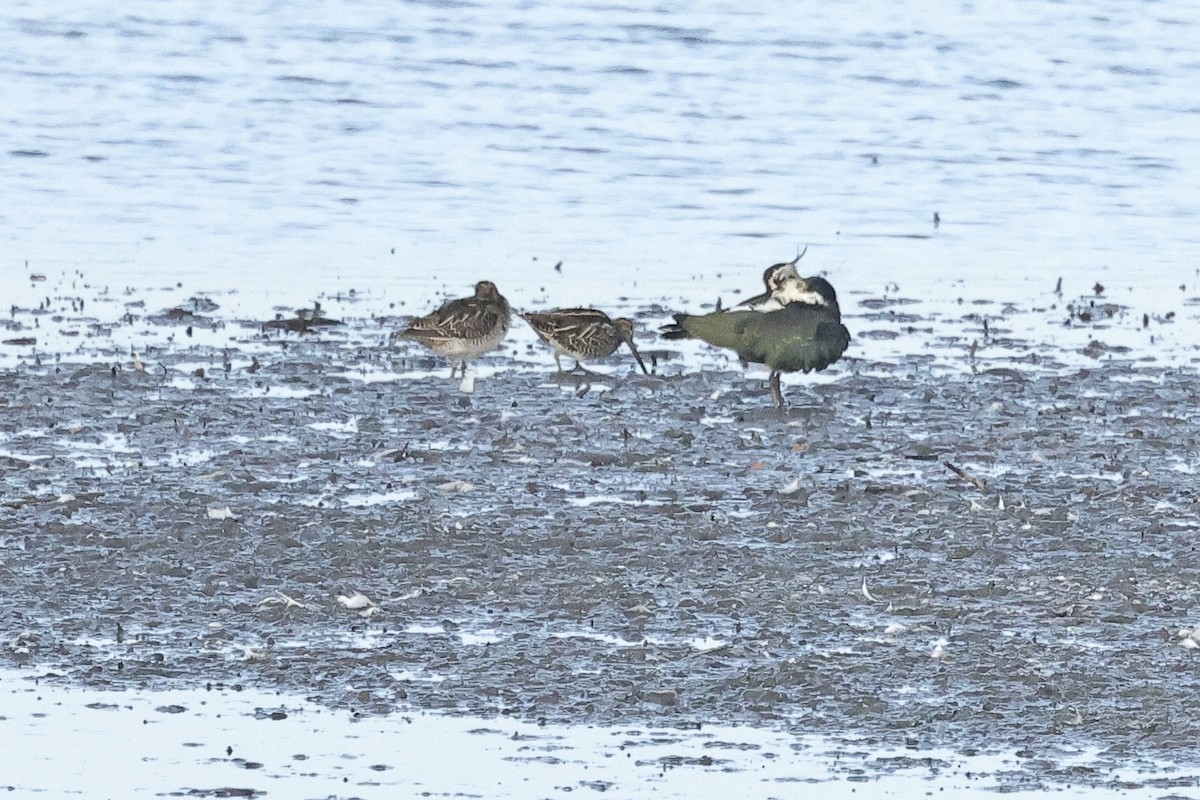 Agachadiza Común - ML646734920