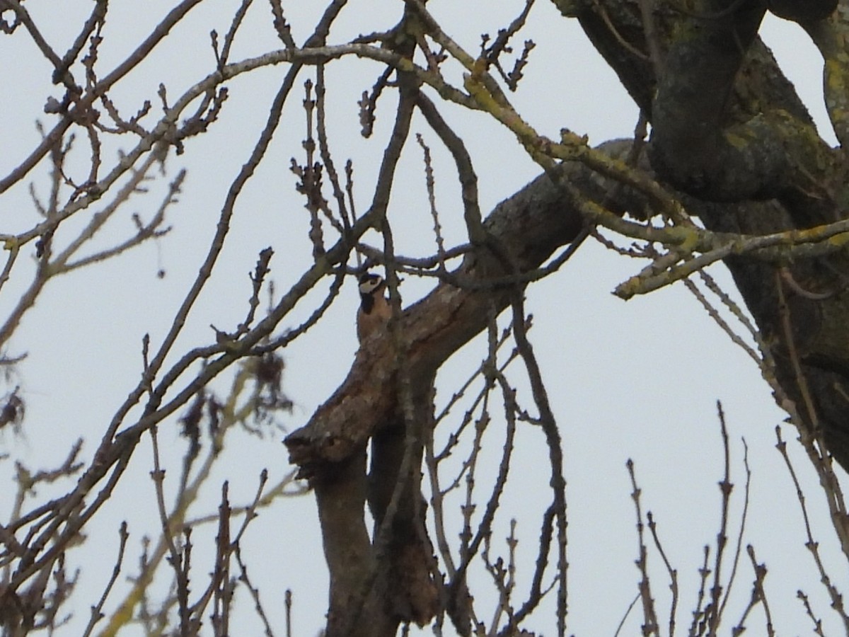 Great Spotted Woodpecker - ML646734922