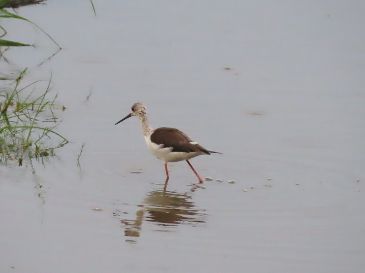 Zankaluze eurasiarra - ML646734932