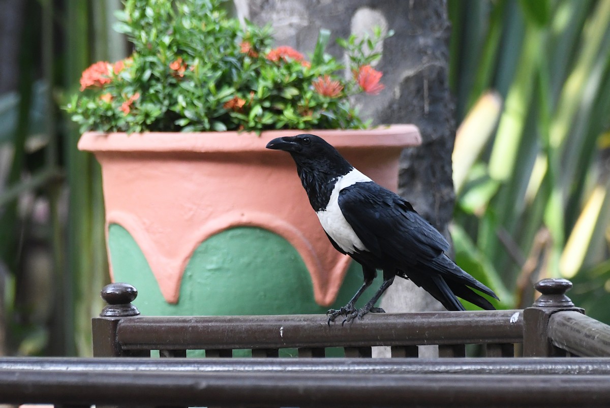 Пегая ворона - ML646734933