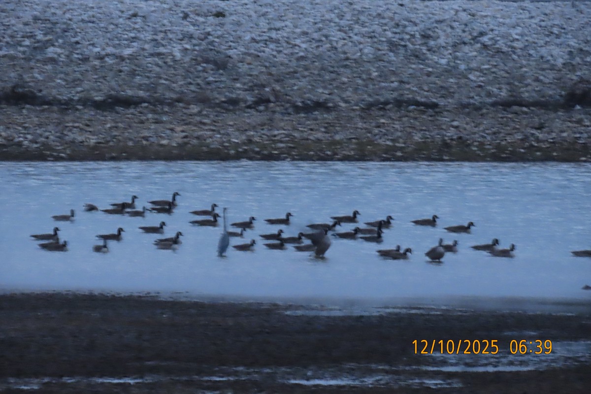 Canada Goose - ML646734934