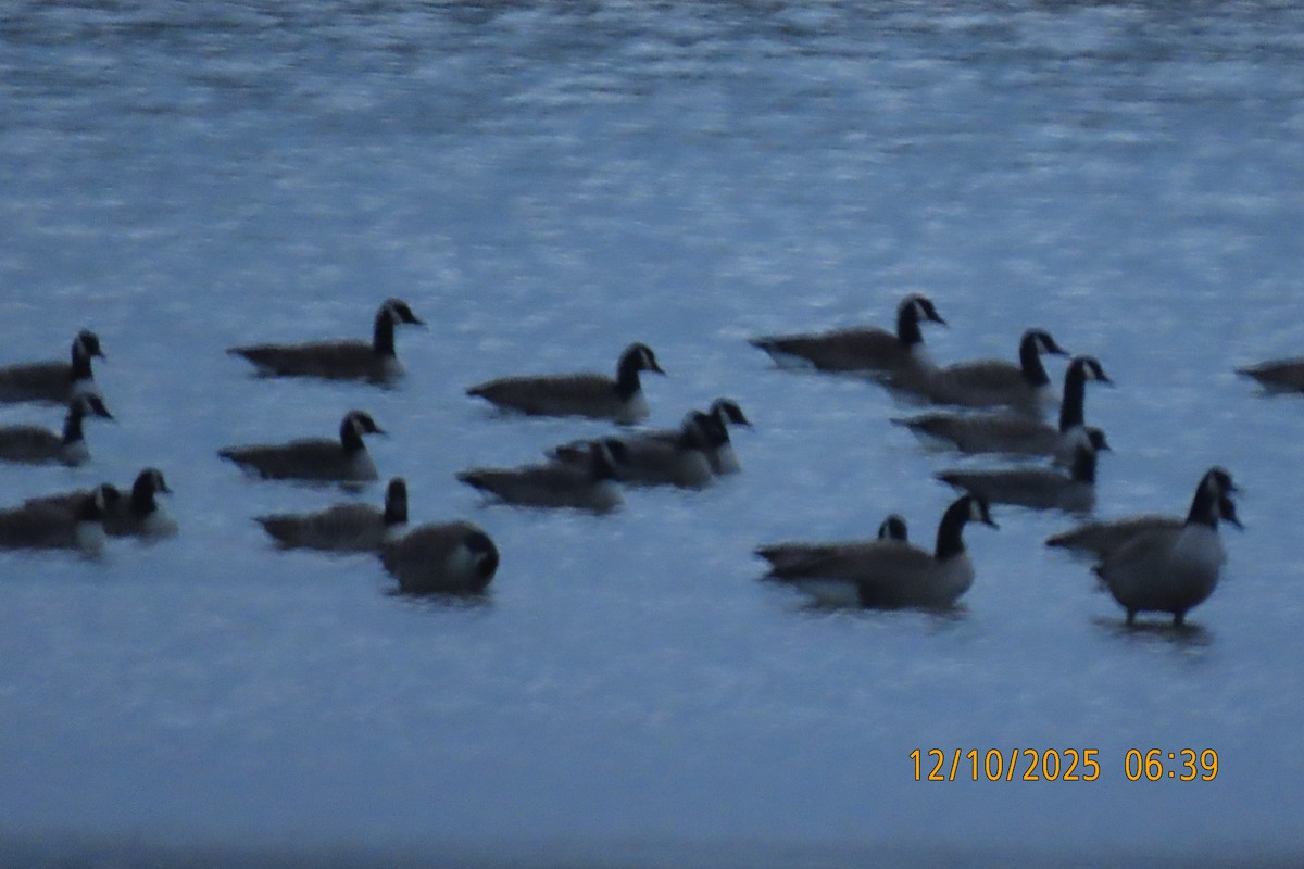 Canada Goose - ML646734935