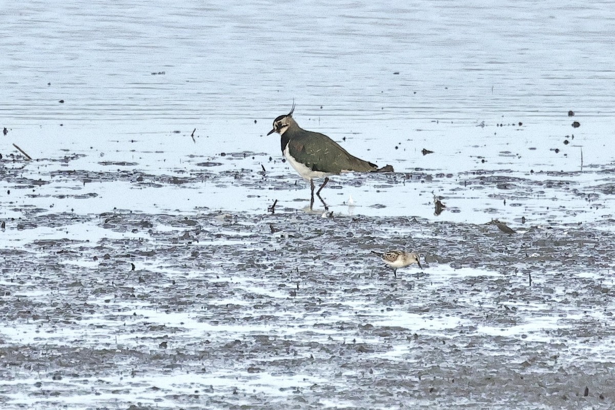 Little Stint - ML646734936