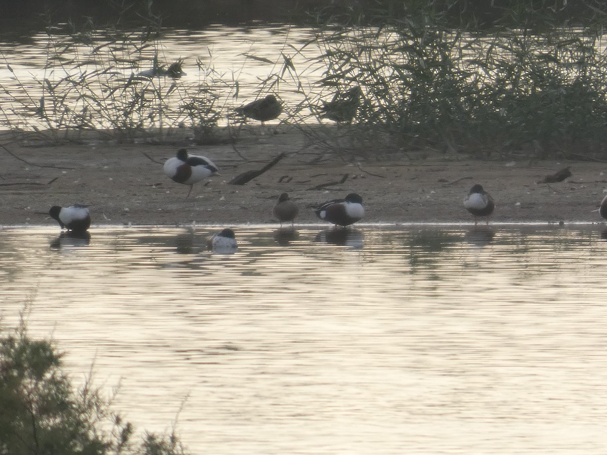 Paita arrunta - ML646734938