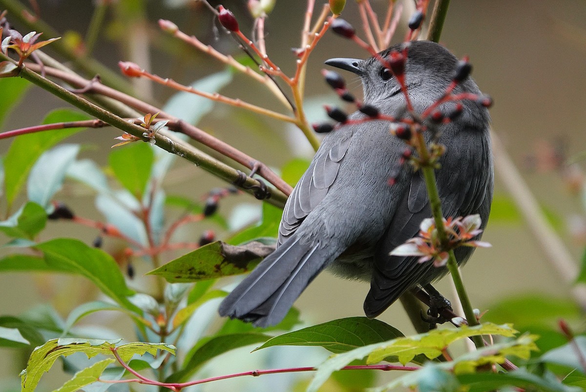 Gray Catbird - ML646734940